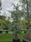 Afbeelding Blauwe atlasceder - Cedrus libani 'Glauca'