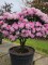 Afbeelding Japanse Rhododendron - Rhododendron yakushimanum