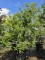 Afbeelding Appel 'Elstar' - Malus domestica 'Elstar'