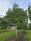 Afbeelding Oostenrijkse den - Pinus nigra 'Nigra'