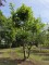 Afbeelding Plataan meerstammige knotvorm  dakplataan - Platanus x Hispanica