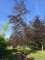 Afbeelding Rode beuk - Fagus sylvatica 'Atropunicea'