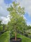 Afbeelding Papieresdoorn - Acer griseum