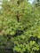 Afbeelding Amerikaanse esdoorn - Acer rubrum 'October Glory'