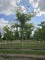 Afbeelding Valse Christusdoorn met geel uitlopend blad - Gleditsia triacanthos ‘Sunburst'