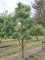 Afbeelding Papieresdoorn - Acer griseum