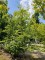 Afbeelding Bontbladige langzaam groeiende beuk - Fagus sylvatica 'Striata'