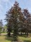 Afbeelding Rode beuk - Fagus sylvatica 'Atropunicea'