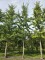 Afbeelding Tempelboom of Eendenpootboom - Ginkgo biloba