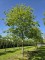 Afbeelding Moeraseik - Quercus Palustris