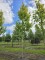 Afbeelding Geelbladige Noorse esdoorn - Acer platanoides 'Princeton Gold'
