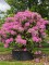 Afbeelding Wilde bos-rhododendron - Rhododendron ponticum 'Roseum'