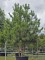 Afbeelding Oostenrijkse Den - Pinus nigra 'Nigra'