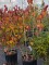 Afbeelding Amerikaanse Judasboom - Cercis canadensis 'Forest Pansy'