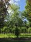 Afbeelding Groene beuk - Fagus sylvatica