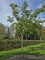 Afbeelding Albizia julibrissin - Albizia julibrissin