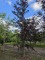 Afbeelding Rode beuk met dieprood blad - Fagus sylvatica 'Riversii'