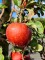 Afbeelding Goudreinet - Malus domestica 'Rode Boskoop'
