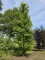 Afbeelding Zuilvormige goudbeuk - Fagus Dawyck Gold