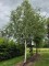 Afbeelding Witte berk (Doorenbos) - Betulus utilis Doorenbos (Jacquemontii)
