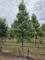 Afbeelding Amberboom - Liquidambar styraciflua