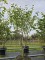 Afbeelding Toverhazelaar met geur en kleur - Hamamelis mollis 'Westerstede'