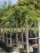 Afbeelding Japanse fijnbladige groene esdoorn - Acer palmatum 'Dissectum'