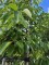 Afbeelding Virginische dadelpruim - Diospyros virginiana