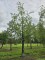 Afbeelding Chinese moerascipres - Metasequoia glyptostroboides
