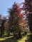 Afbeelding Rode beuk - Fagus sylvatica 'Atropunicea'