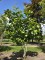 Afbeelding Purperkleurige Magnolia - Magnolia 'Lennei'