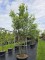 Afbeelding Steeneik - Quercus ilex