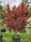 Afbeelding Japanse esdoorn met donkerrood blad - Acer palmatum 'Jerre Schwartz'