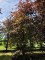 Afbeelding Rode beuk - Fagus sylvatica 'Atropunicea'