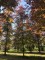 Afbeelding Rode beuk - Fagus sylvatica 'Atropunicea'