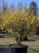 Afbeelding Toverhazelaar - Hamamelis x intermedia 'Arnold Promise'