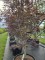Afbeelding Japanse esdoorn - Acer palmatum 'Red Emperor'