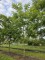 Afbeelding Pekannoot - Carya illinoinensis