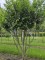Afbeelding Laurierkers 'Caucasica' - Prunus laurocerasus 'Caucasica'