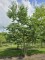 Afbeelding Lotusboom - Diospyros lotus
