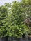 Afbeelding Steeneik - Quercus ilex