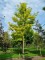 Afbeelding Gele Acacia - Robinia pseudoacacia 'Frisia'