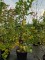 Afbeelding kleine linde - Tilia cordata 'Winter Orange'