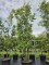 Afbeelding Steeneik - Quercus ilex