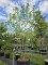 Afbeelding Magnolia - Magnolia 'Soulangeana'
