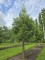 Afbeelding Mammoetboom - Sequoiadendron giganteum