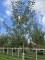 Afbeelding Jonagold handappel - Malus domestica 'Jonagold'