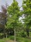 Afbeelding Taiwanese Amberboom - Liquidambar formosana var. monticola