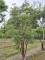 Afbeelding Papieresdoorn - Acer griseum