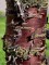 Afbeelding Mahonie bruine Tibetaanse kers - Prunus serrula